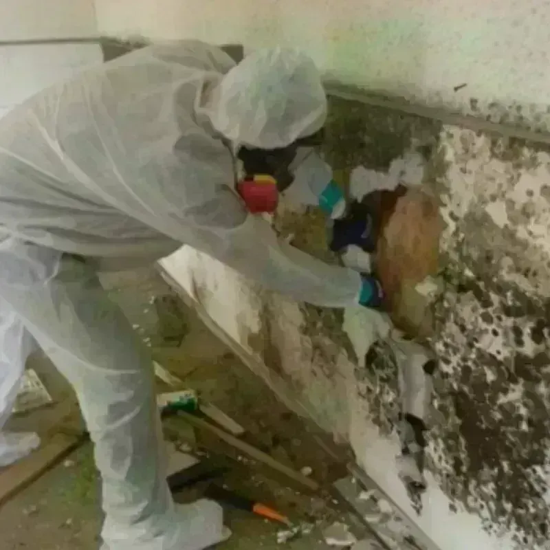 Mold Remediation and Removal in Tool, TX